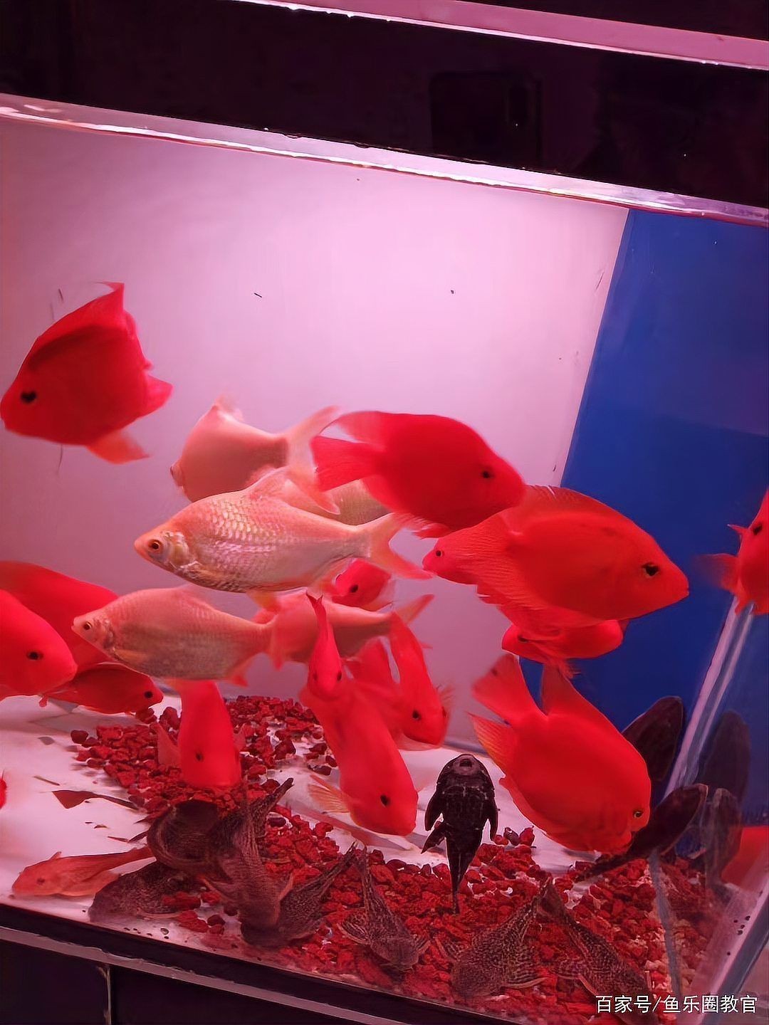 觀賞魚怎么寄快遞 觀賞魚怎么寄快遞 龍魚論壇 第2張