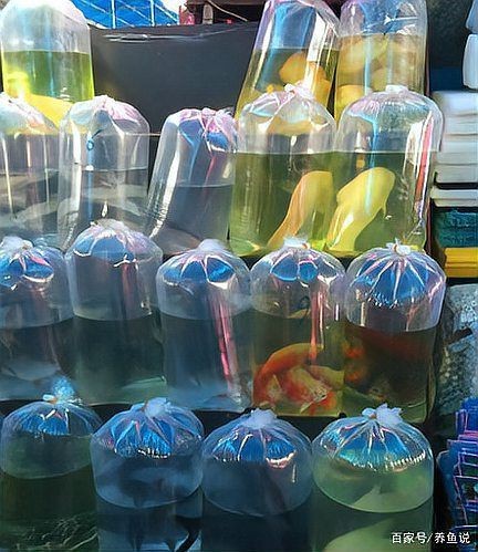 觀賞魚怎么寄快遞 觀賞魚怎么寄快遞 龍魚論壇 第10張