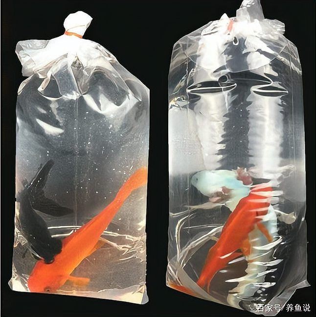 觀賞魚怎么寄快遞 觀賞魚怎么寄快遞 龍魚論壇 第12張