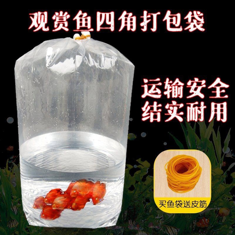 觀賞魚怎么寄快遞 觀賞魚怎么寄快遞 龍魚論壇 第9張