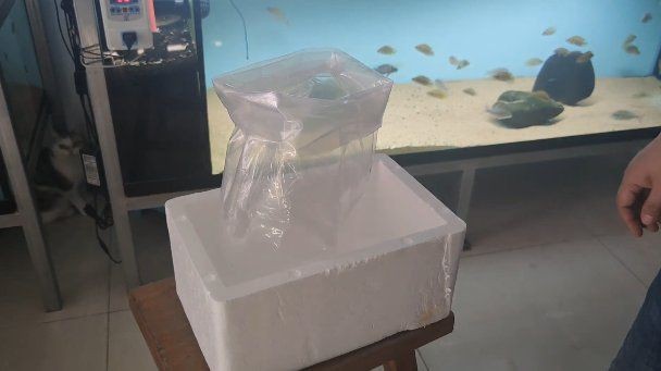 觀賞魚怎么寄快遞 觀賞魚怎么寄快遞 龍魚論壇 第16張