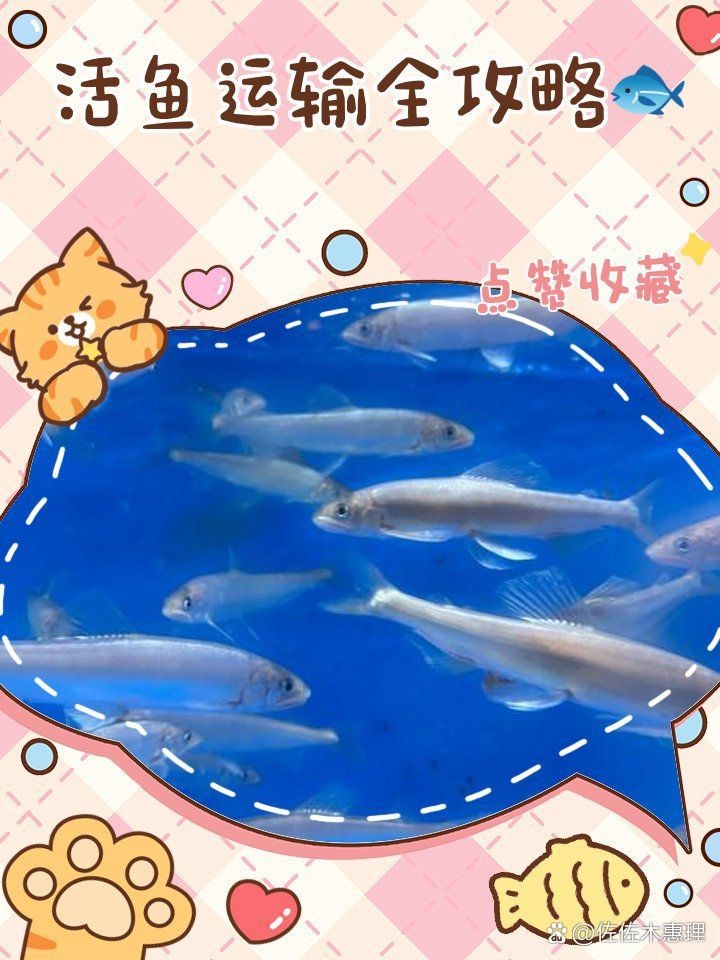 觀賞魚怎么寄快遞 觀賞魚怎么寄快遞 龍魚論壇 第18張