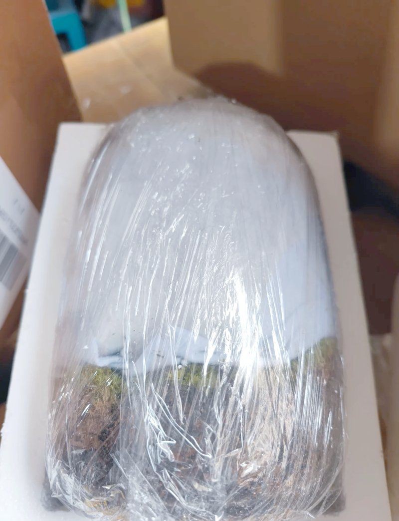 觀賞魚怎么寄快遞 觀賞魚怎么寄快遞 龍魚論壇 第21張