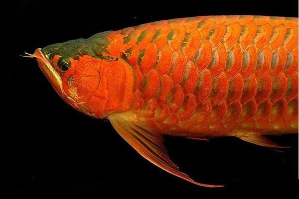 龍魚開頂燈會掉眼嗎