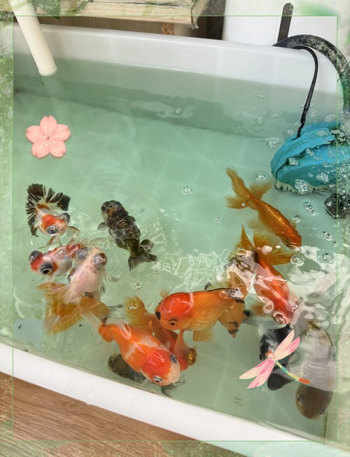 皇宮金龍魚