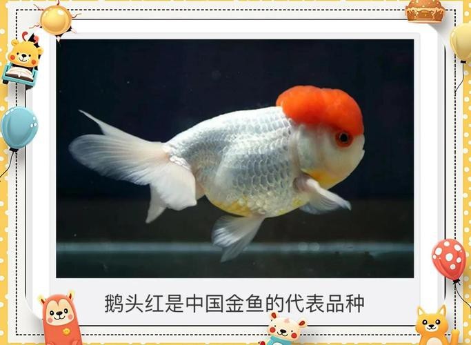 皇宮金龍魚