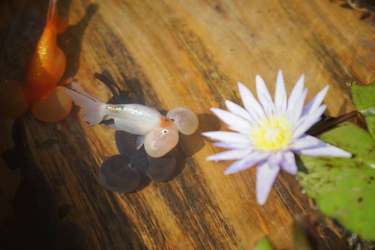 皇宮金龍魚