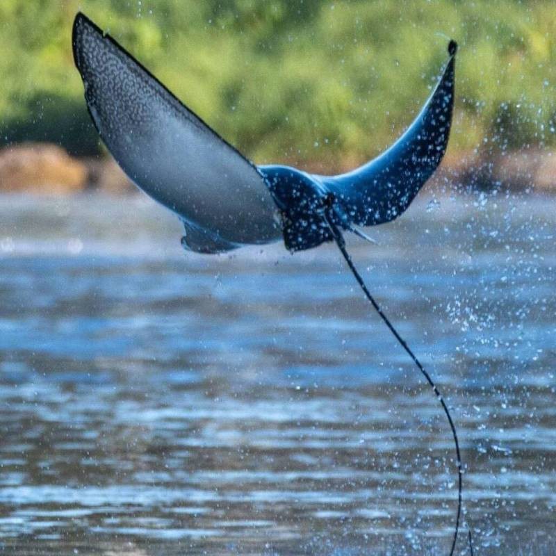 蝠鲼 鰩魚(yú) 魟魚(yú)