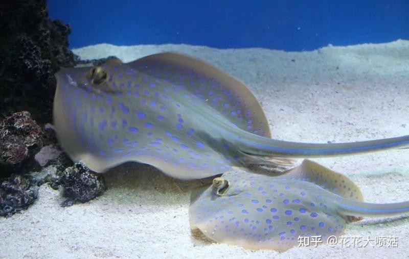 蝠鲼 鰩魚(yú) 魟魚(yú)