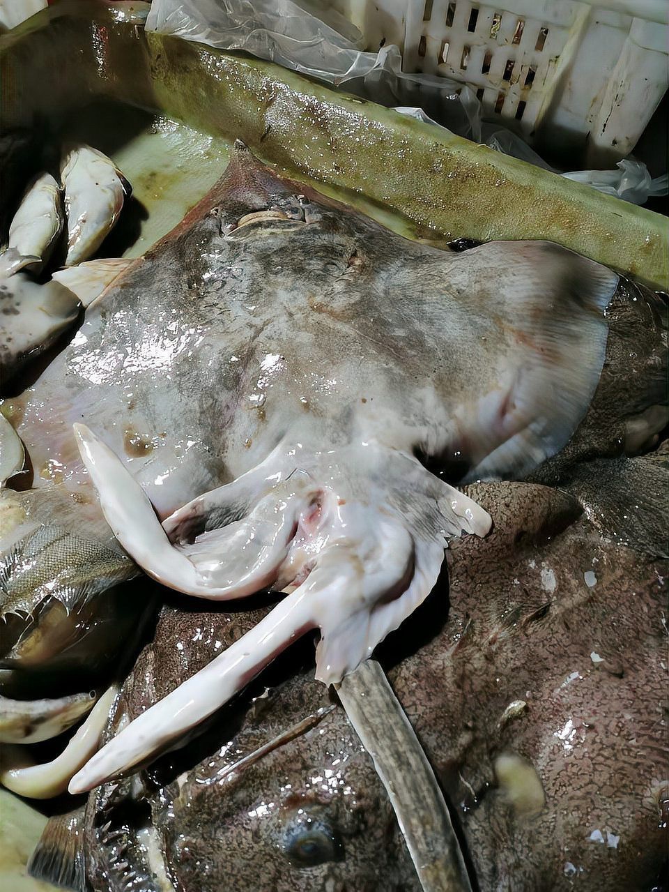 蝠鲼 鰩魚(yú) 魟魚(yú)