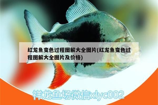 龍魚鱗片變白是正常發色還是疾病，龍魚鱗片變白是正常發色過程，如何判斷龍魚鱗片變白是正常發色還是疾病