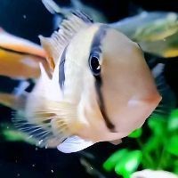 虎紋銀板魚和什么魚混養