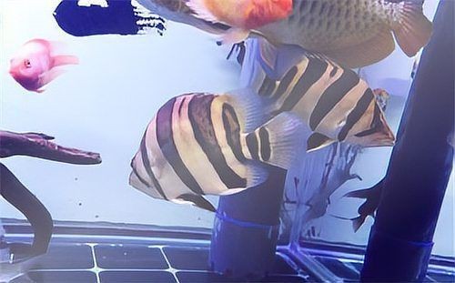 虎紋銀板魚和什么魚混養