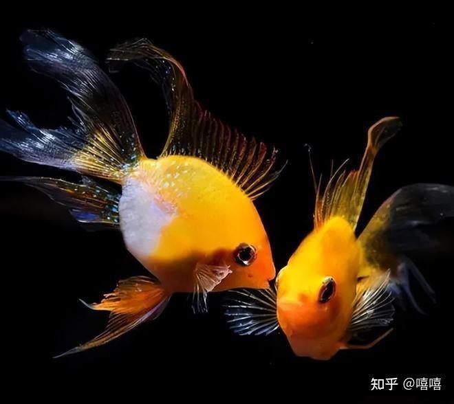 5A賽級紅龍的飼養(yǎng)難度如何？ 5A賽級紅龍的飼養(yǎng)難度如何？ 2025長城杯龍魚大賽 第7張