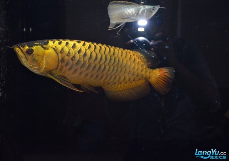 金龍魚發色期一般持續多久？