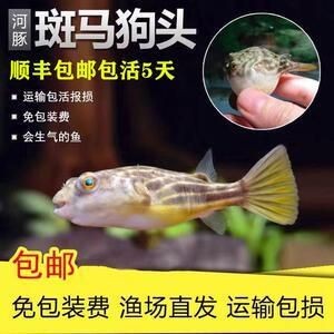 龍魚之韻，探秘齊齊哈爾魚缸文化的藝術(shù)與匠心