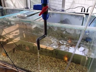 干濕分離魚缸過濾系統的歷史背景是一種常見的魚缸過濾技術：干濕分離是一種有明顯優缺點的過濾方式