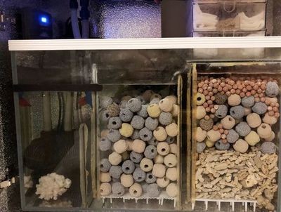 干濕分離魚缸過濾系統的歷史背景是一種常見的魚缸過濾技術：干濕分離是一種有明顯優缺點的過濾方式