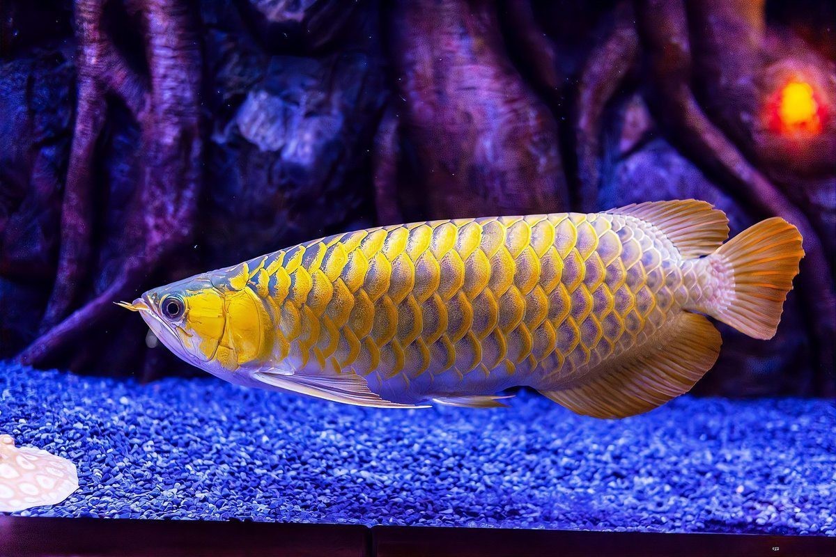 如何辨別帝龍紅龍魚的品質？