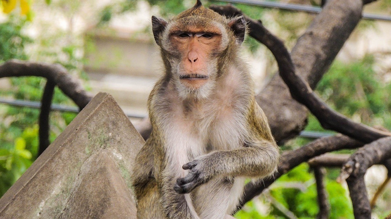 黃色的銀龍魚圖片高清（黃色的銀龍魚圖片高清大圖） 黃色的銀龍魚圖片高清（黃色的銀龍魚圖片高清大圖） 銀龍魚百科 第3張