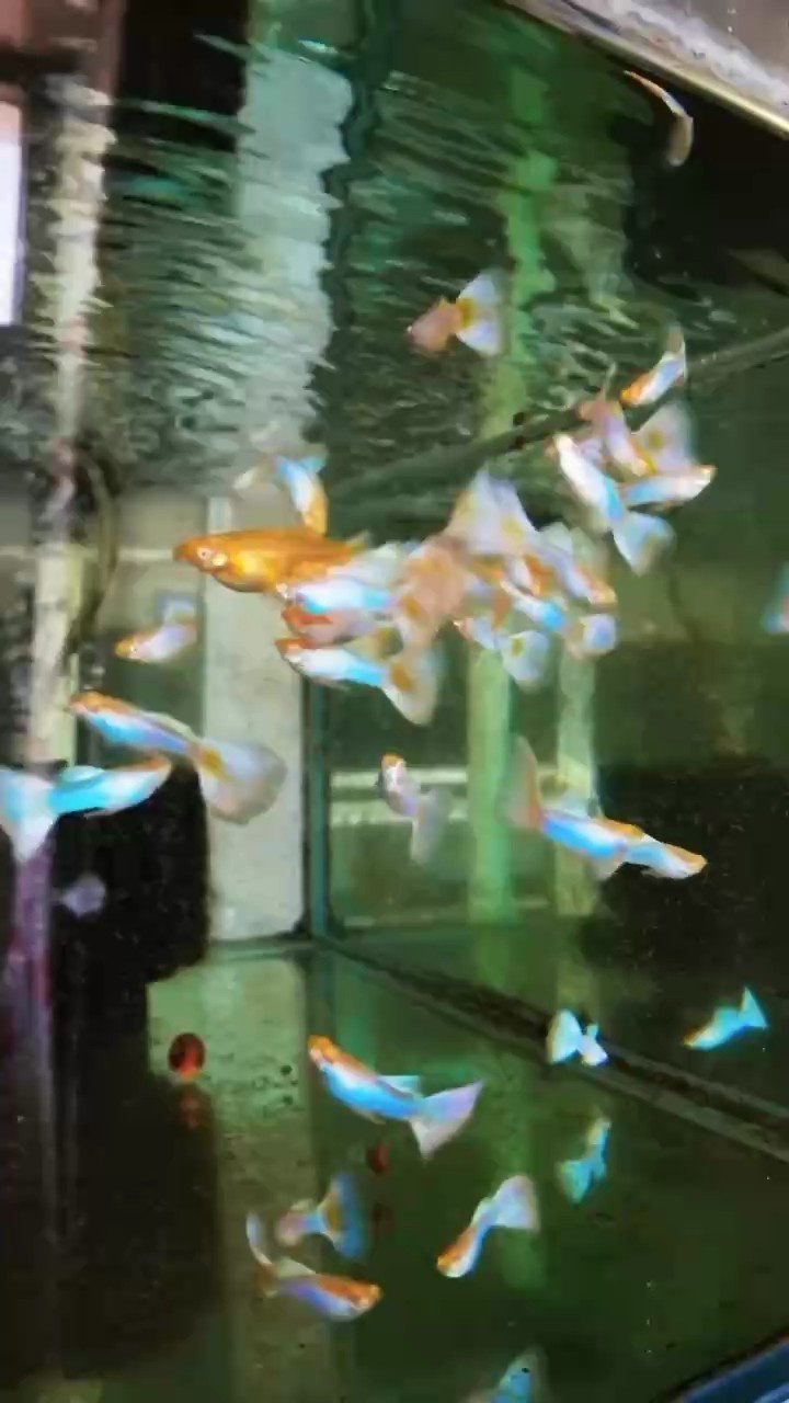 寒冰晶孔雀魚#孔雀魚[話題]# #高端孔雀魚[話題]# #越南孔雀魚[話題]#