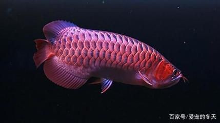 金龍魚變化過程：金龍魚的變化過程 金龍魚變化過程：金龍魚的變化過程 龍魚百科 第2張