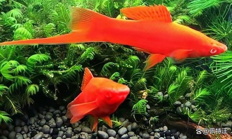 紅箭魚生小魚前兆