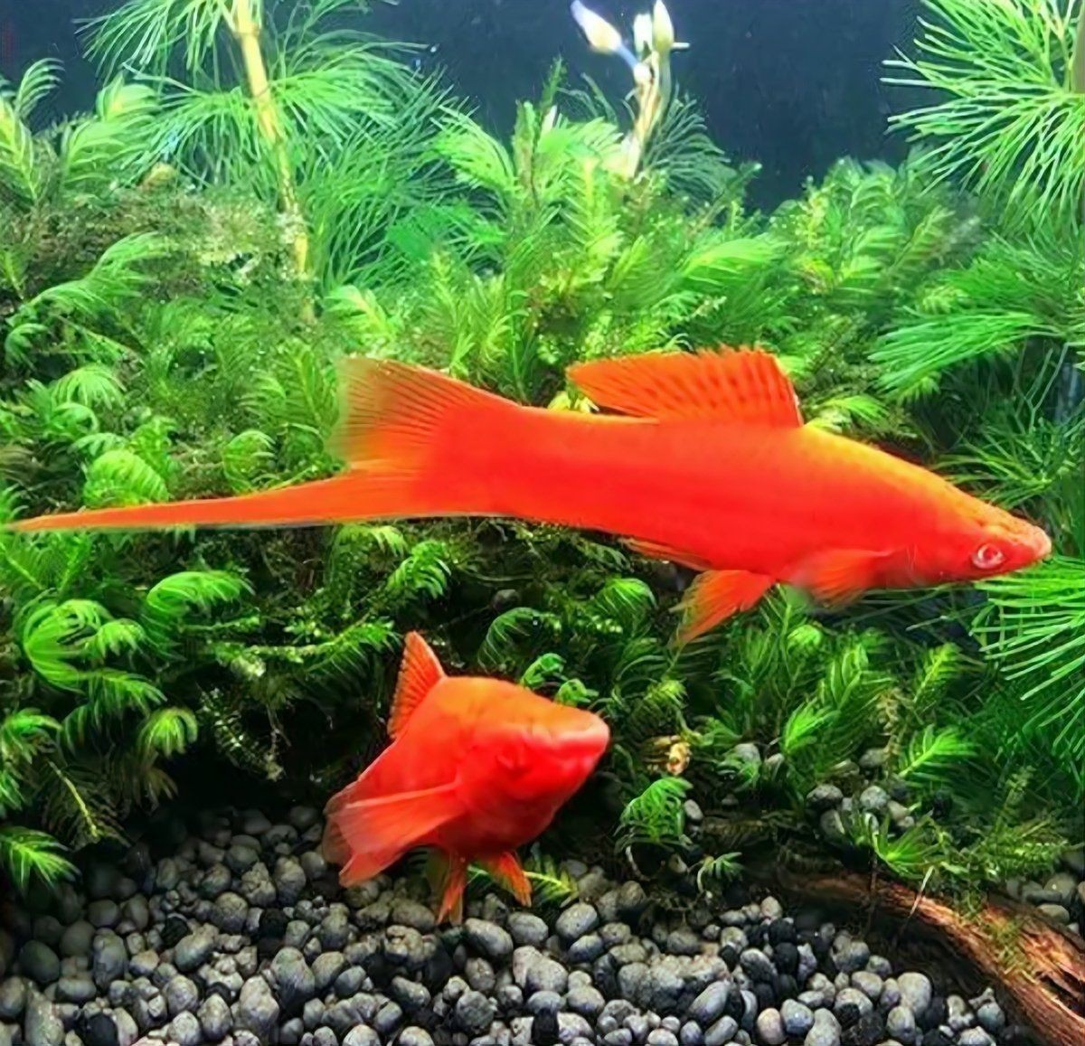 紅箭魚生小魚前兆