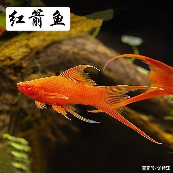 紅箭魚生小魚前兆