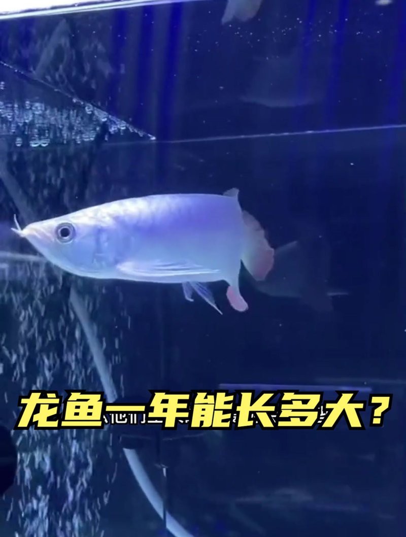 金龍魚多久能長到40cm