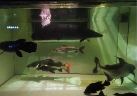 紅尾海象魚