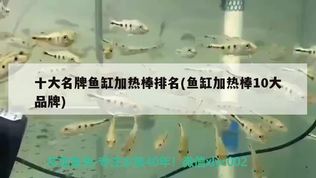 銀龍魚幼魚的飼養(yǎng)方法圖片（銀龍魚幼魚的飼養(yǎng)方法圖片及價格）