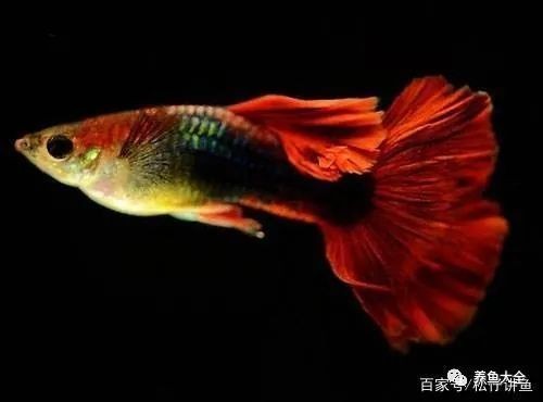 龍魚外傷恢復(fù)期間需要哪些藥物輔助？ 龍魚外傷恢復(fù)期間需要哪些藥物輔助？ 龍魚百科 第6張