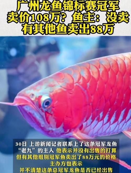 給我看看紅龍比賽冠軍魚“老九”的照片