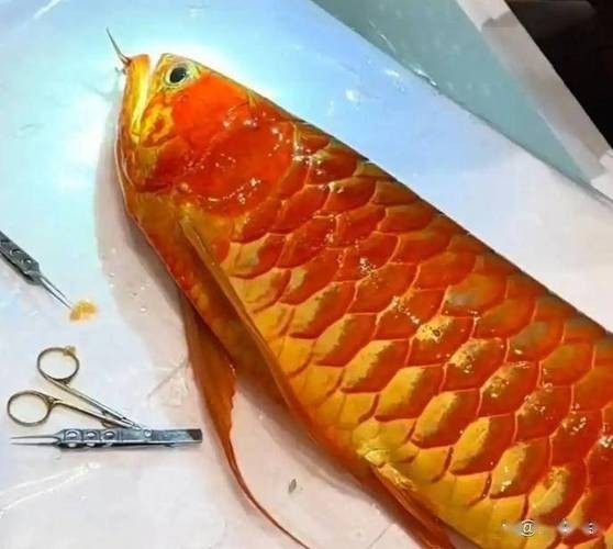 給我看看紅龍比賽冠軍魚“老九”的照片