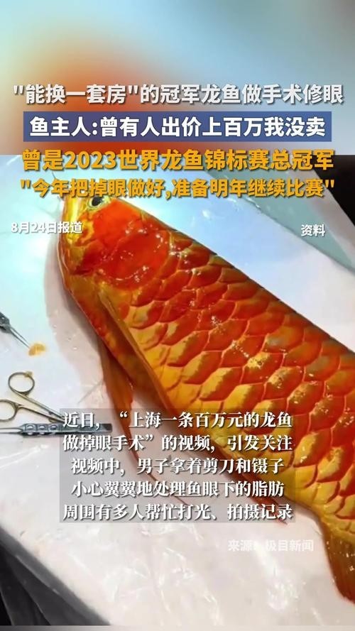 給我看看紅龍比賽冠軍魚“老九”的照片