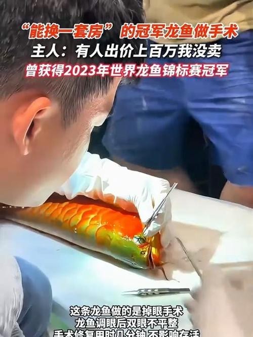 給我看看紅龍比賽冠軍魚“老九”的照片