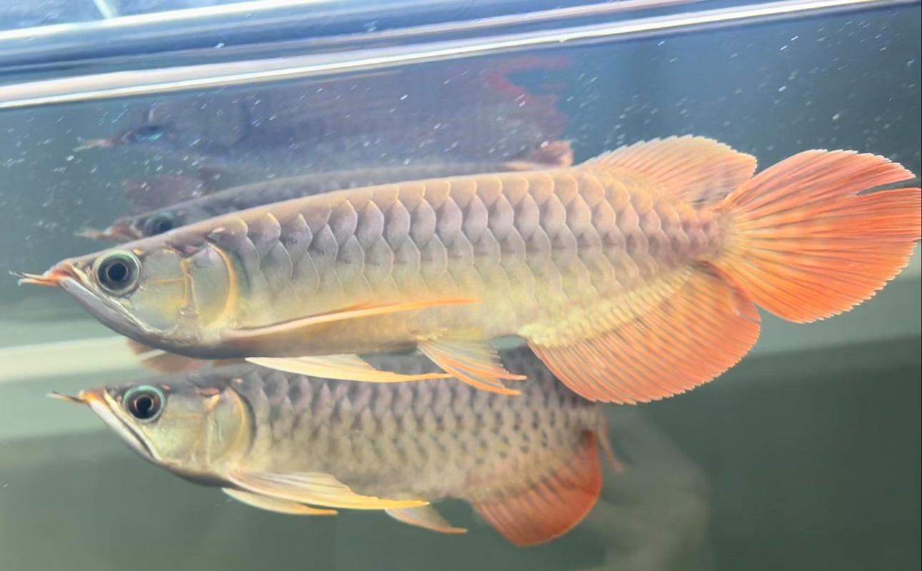 給我看看紅龍比賽冠軍魚“老九”的照片