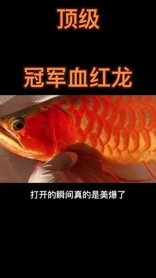 給我看看紅龍比賽冠軍魚“老九”的照片