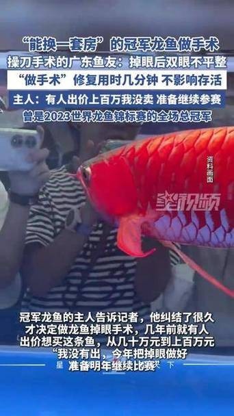 給我看看紅龍比賽冠軍魚“老九”的照片