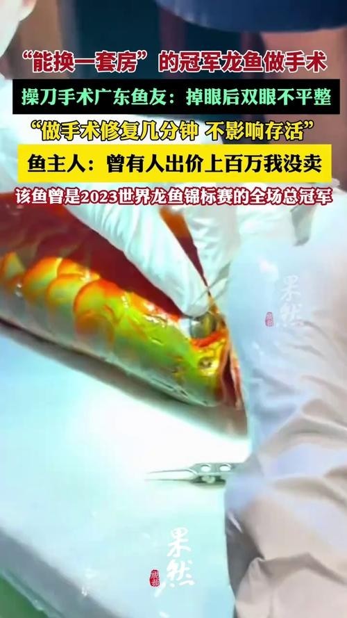 給我看看紅龍比賽冠軍魚“老九”的照片