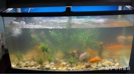 剛換的水為什么魚(yú)缸水渾濁發(fā)白（剛換的魚(yú)缸水渾濁發(fā)白是由多種因素造成的）