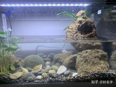 剛換的水為什么魚(yú)缸水渾濁發(fā)白（剛換的魚(yú)缸水渾濁發(fā)白是由多種因素造成的）