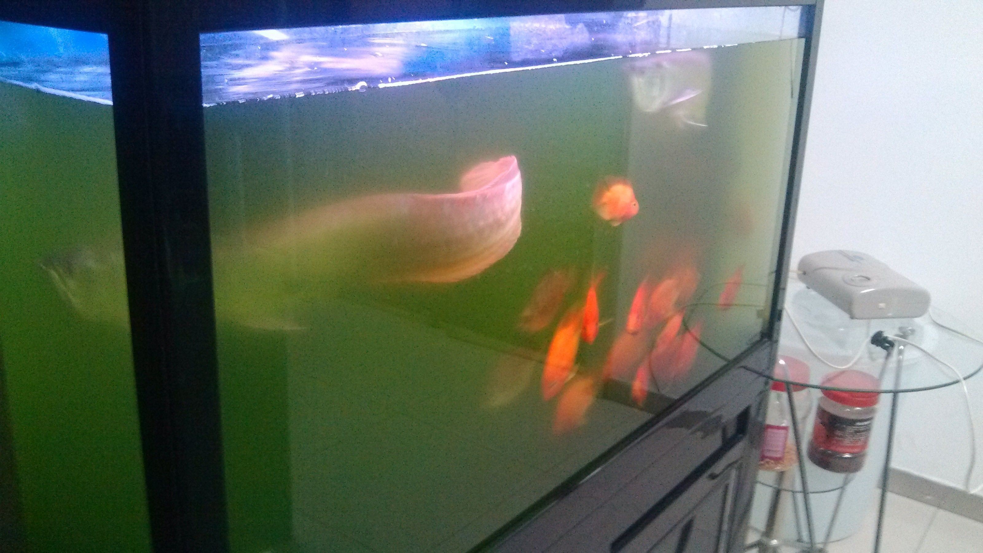 剛換的水為什么魚(yú)缸水渾濁發(fā)白（剛換的魚(yú)缸水渾濁發(fā)白是由多種因素造成的）