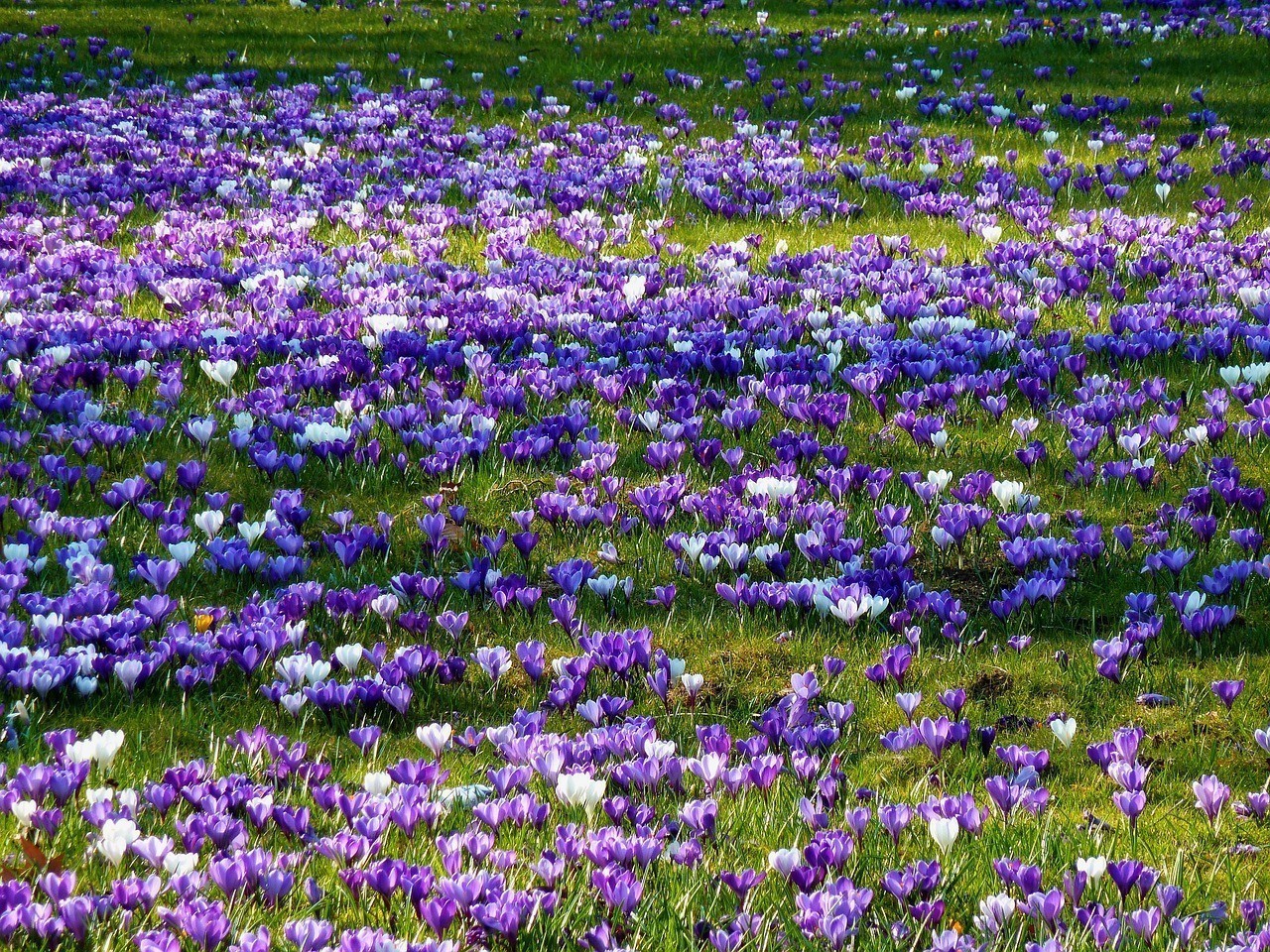 福鼎市園林花卉服務部（福鼎市園林花卉服務部地址）