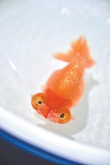 全國金魚大賽的獎金設置