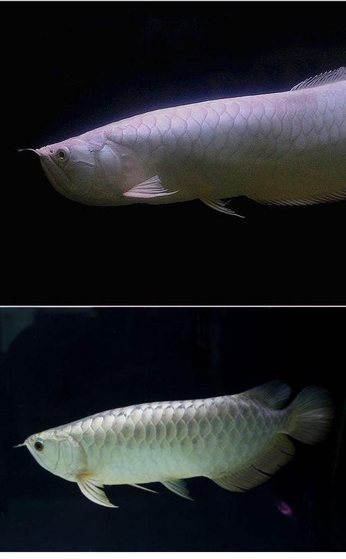 銀龍魚成魚圖片高清圖