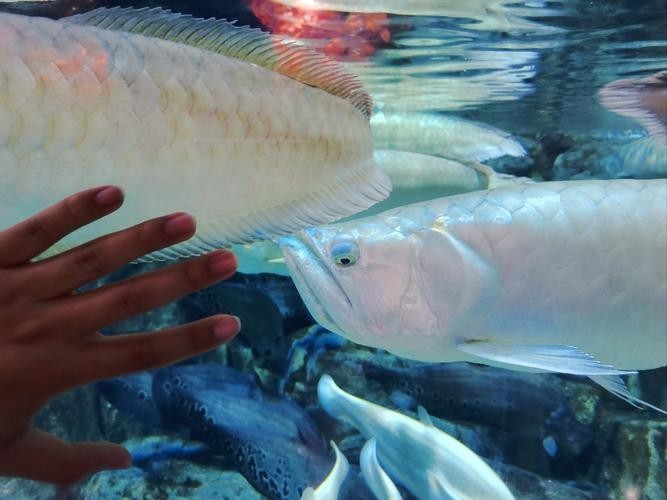 銀龍魚成魚圖片高清圖
