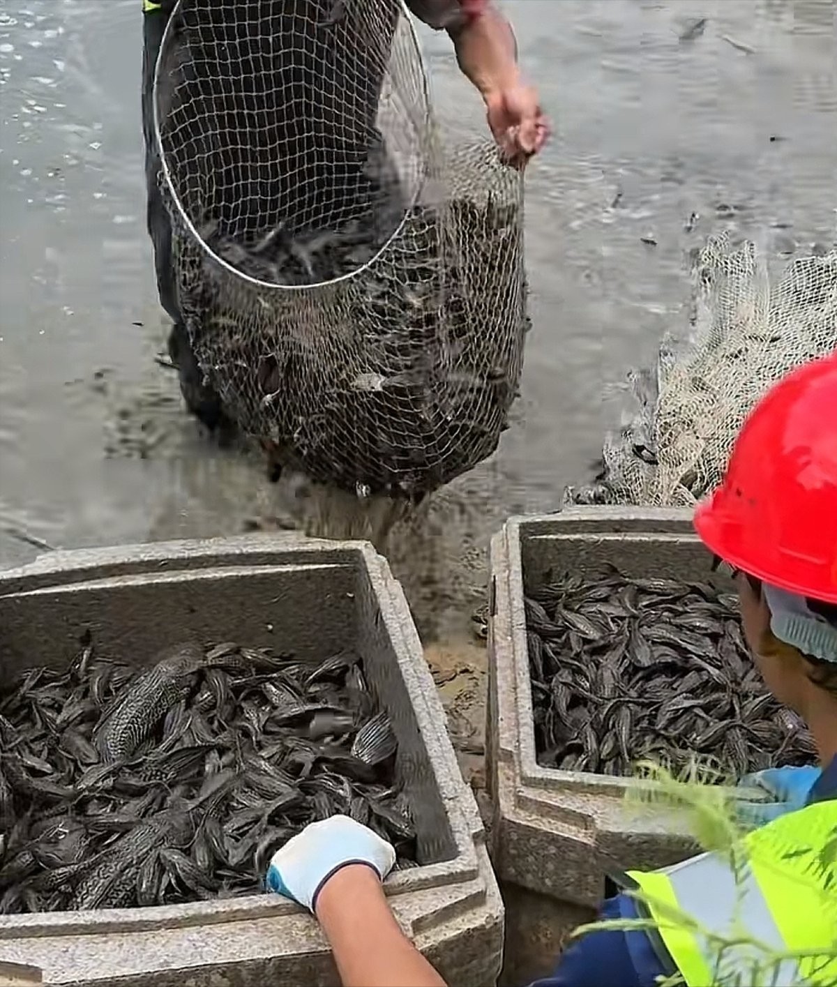 觀賞魚之家論壇怎么不見了？