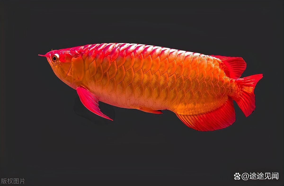 冠軍龍魚是什么魚 2025長城杯龍魚大賽 第11張 冠軍龍魚是什么魚 冠軍龍魚是什么魚 2025長城杯龍魚大賽 第11張